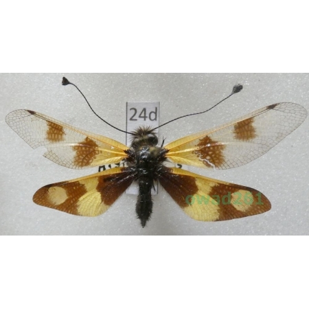 Libelloides macaronius (Scopoli, 1763) Montenegro24d